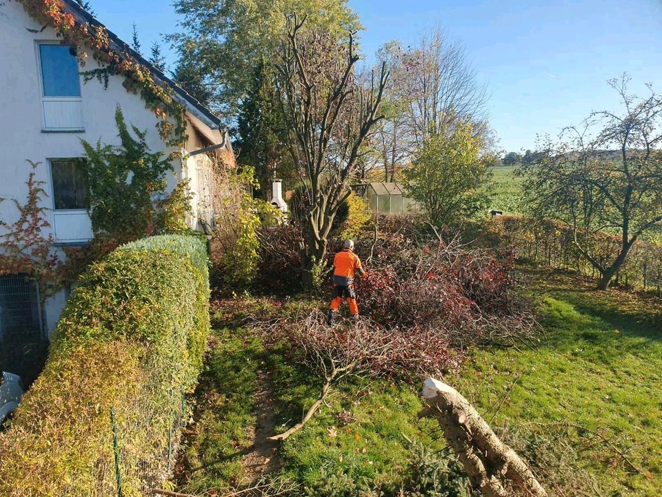 Heckenpflege - Rasenschnitt - Obstbaumschnitt zert. Baumkontrolle in Wittgensdorf