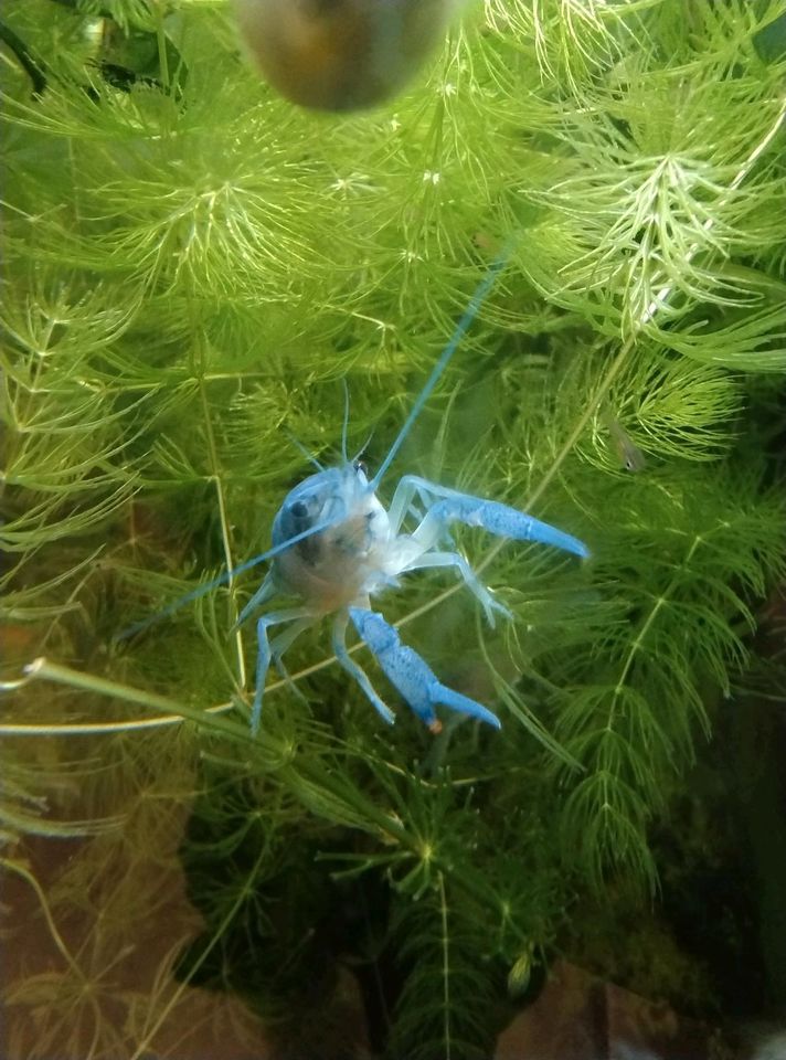 Blauer Floridakrebs (Procambarus alleni) in Siek