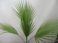 Washingtonia robusta, Palme , 100 cm Rheinland-Pfalz - Lingenfeld Vorschau