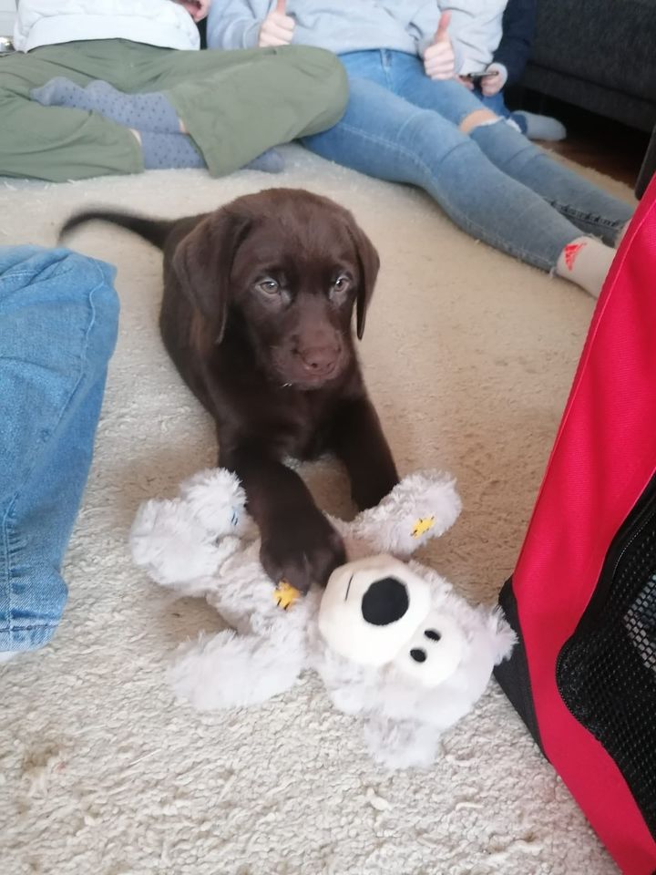 1 Labrador Welpen Rüde mit Ahnentafel in Epfendorf