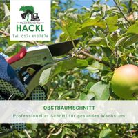Baumschnitt / Obstbaumschnitt Bayern - Amberg Vorschau