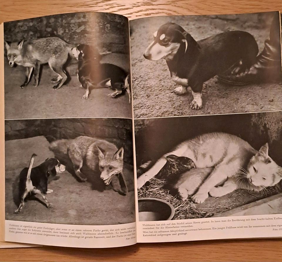 Wolfgang Ullrich ....und dann wurden Tiere unsere Gefährten in Dresden