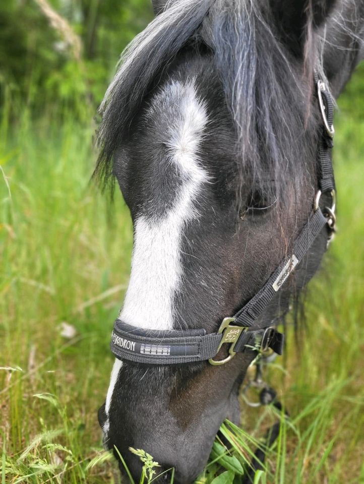 Offenstall Platz für unsere Stute❤️gesucht!!!! in Wendeburg