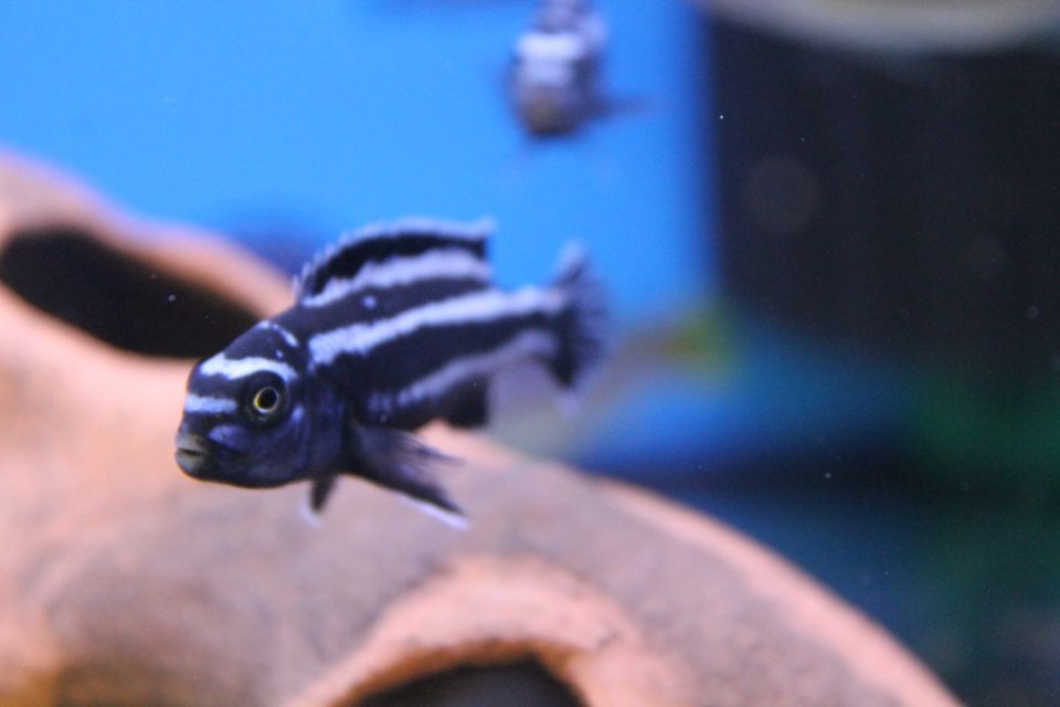 Melanochromis Maingano in Pfreimd
