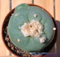 Lophophora diffusa cv. Koike. Kaktus, Kakteen, Cactus Bayern - Aschaffenburg Vorschau