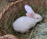 Kaninchen, Weiße Riesen, Deutsche Riesen Colditz - Zschadraß Vorschau