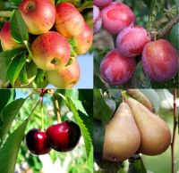 Darf ich bei euch Obst Pflücken? Äpfel, Kirschen Birnen oder Pfla Hessen - Weilmünster Vorschau