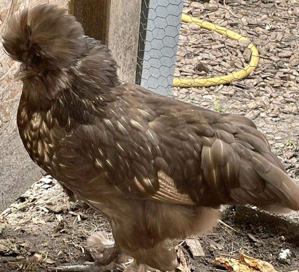 Eier Bruteier Legeeier Seidenhuhn zwerg in Calden