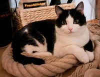Katze Fanny seit Sonntag Abend den 18.06.2023 vermisst Bayern - Trostberg Vorschau