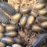 Asseln Armadillidium pallasii Nordrhein-Westfalen - Erkelenz Vorschau