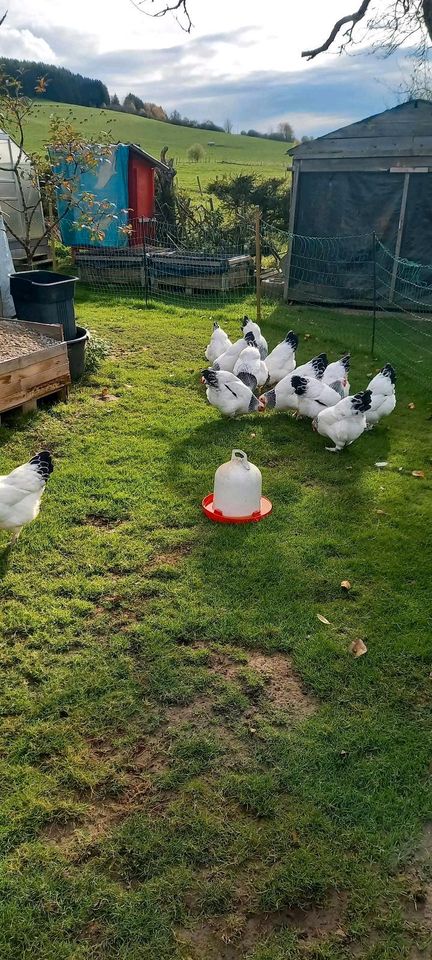 Sundheimer Hühner Küken 7 Wochen alt in Gunningen