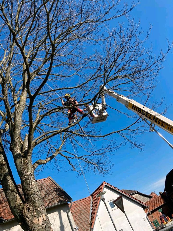 Baumpflege/ Kronenreduzierung/ Baumkontrolle in Schöppenstedt