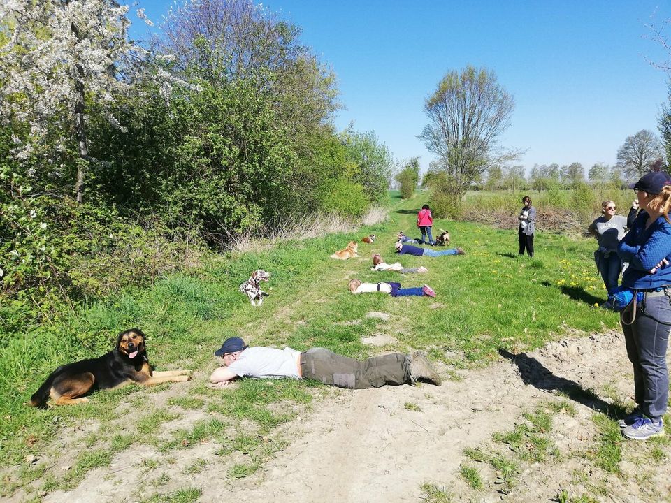 Spielgruppe für Hunde / Hundefreilauf, Hundetreffen, Hundeschule in Soest