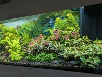 Aquarium Pflanzen Bucephalandas Anubias mini Javamoos Nordrhein-Westfalen - Olfen Vorschau