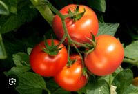 Wer hat zuviel Tomatenpflänzchen  übrig?würde mich riesig freuen Baden-Württemberg - Erbach Vorschau
