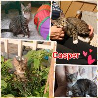 Kater, Kitten, kastriert, EKH ❤️ Casper ❤️ Brandenburg - Falkenberg/Elster Vorschau