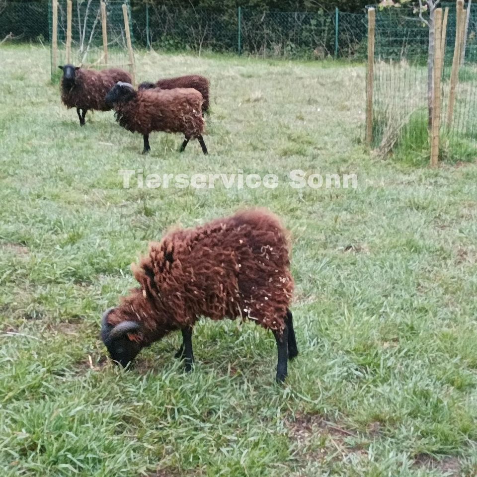 Tierbetreuung vom Tierservice in Aachen