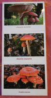 Postkarten 3 Stk. Amanita muscaria /Fliegenpilz Niedersachsen - Peine Vorschau