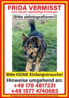 Noch aktuel(03/2024) FRIDA - Hund schmerzlich vermisst Baden-Württemberg - Freiburg im Breisgau Vorschau