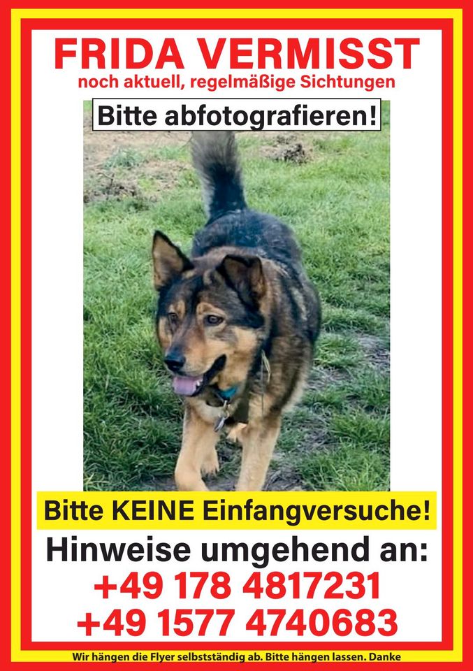 Leider immer noch aktuel(05/2024) FRIDA - Hund vermisst in Freiburg im Breisgau