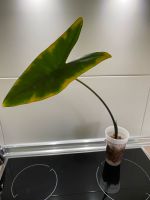 Alocasia Zebrina Black Stem Baden-Württemberg - Müllheim Vorschau