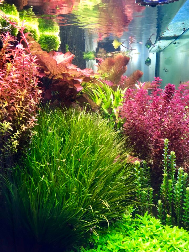 Blyxa japonica japanisches Fadenkraut Aquariumpflanze in Potsdam