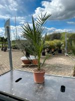 Kanarische Dattelpalme Phoenix canariensis 60-90cm Nordrhein-Westfalen - Nordkirchen Vorschau