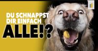 Verpacker (m/w/d) von Tiernahrung Nordrhein-Westfalen - Hamm Vorschau