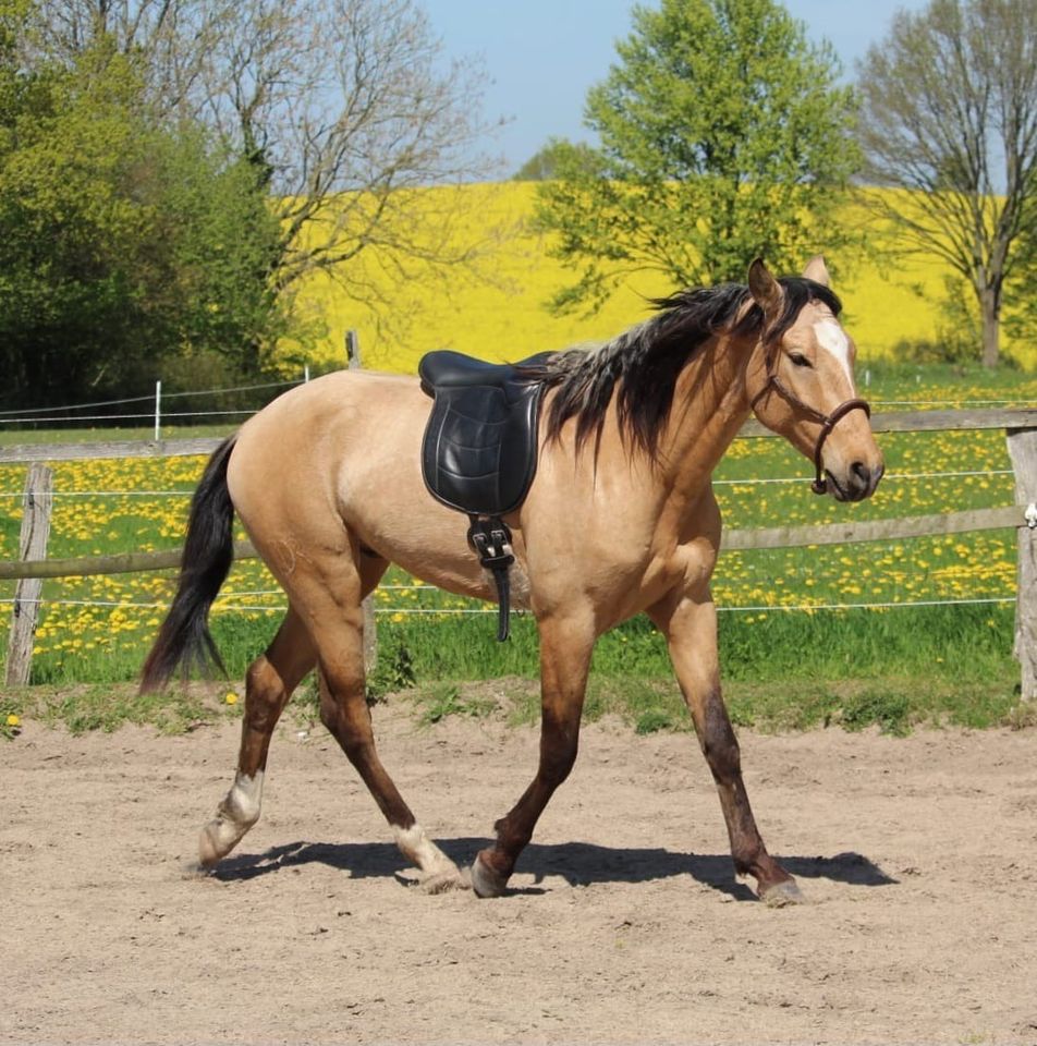 ❗️Lusitano APSL / 3jähriger Wallach / Buckskin in Malente