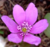 Hepatica nobilis rosa oder andere seltene Farben, Leberblümchen Essen - Essen-West Vorschau