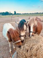 Reitbeteiligung/Pflegebeteiligung für meine Ponys Nordrhein-Westfalen - Neukirchen-Vluyn Vorschau