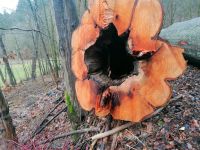 Buche Stammholz Schnittholz Bretter Tischplatte Baumscheibe Hessen - Frankenau Vorschau