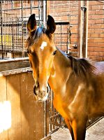 Pflegebeteiligung mit Option auf spätere Reitbeteiligung Niedersachsen - Gehrde Vorschau