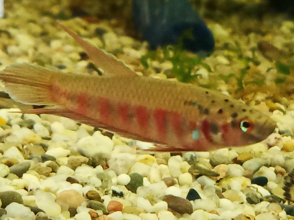 Betta rubra Maulbrüter Friedlicher Kampffisch in Ilsede