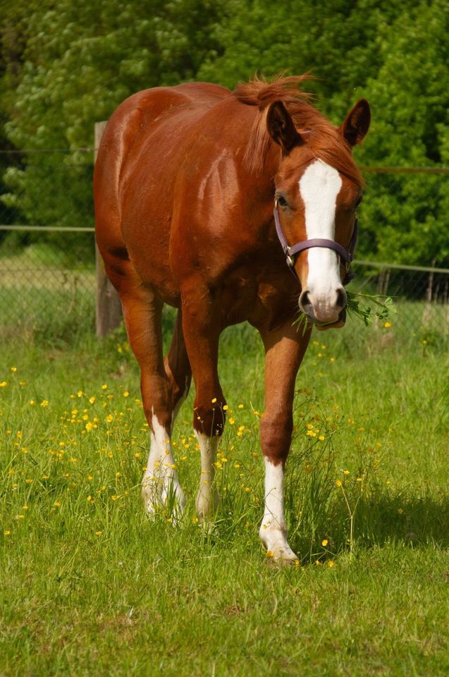 Toller Quarter Horse Jährlings Hengst in Alfeld (Leine)