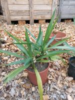 Yucca Palme Palmlilie Bayern - Baiersdorf Vorschau