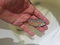 Makropodus opercularis Paradiesfisch Makropode Paradiesfische Bayern - Schöllkrippen Vorschau