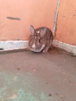 Ich Verkaufe ein Zwerg Kaninchen Weiblich Berlin - Hohenschönhausen Vorschau