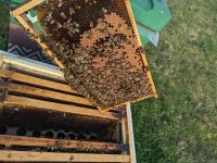 Wegen Umzug verkaufe ich dringend Bienenvölker Bayern - Augsburg Vorschau