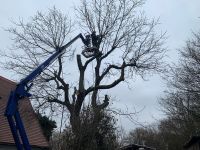 Baum Fällung mit dem Steiger Bayern - Triefenstein Vorschau