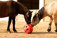 Futterspielball, Pferdeball, Spielball für Kälber und Pferde, Bayern - Engelsberg Vorschau