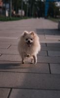 Zwergspitz Weibchen creme beige Hund Pomeranian Schwerin - Altstadt Vorschau