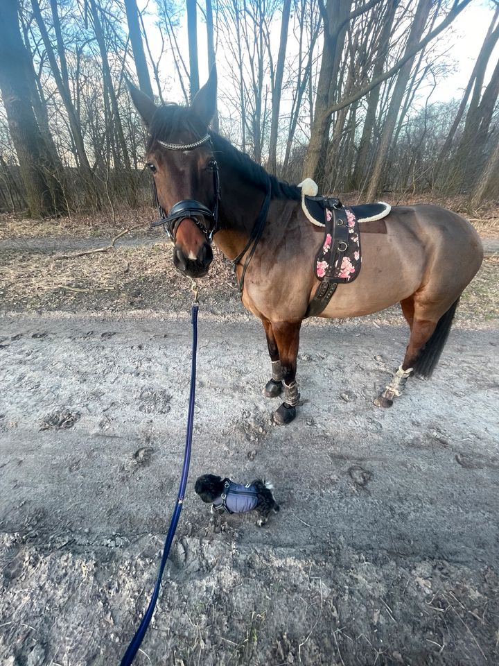 Pflegebeteiligung mit späterer Reitbeteiligung in Berlin