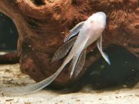 L 144 albino snow white longfin Dnz Hessen - Vöhl Vorschau