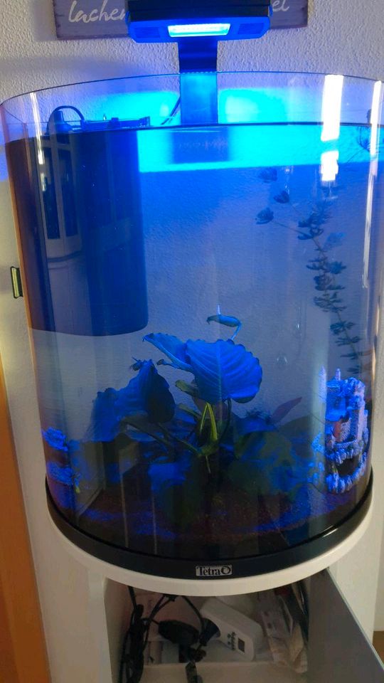 Tetra Explorer Line 60 L Aquarium Komplett-Set - Design Aquarium in  Nordrhein-Westfalen - Iserlohn | eBay Kleinanzeigen ist jetzt Kleinanzeigen