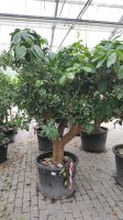 Pomelo Pampelmuse Citrus Baum + extra dicken Stamm 2-2,5m Zitrus Nordrhein-Westfalen - Nordkirchen Vorschau