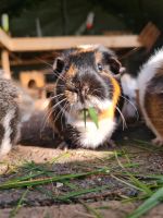 Meerschweinchen Beratung /Infos /Abgabe und Aufnahme Nordrhein-Westfalen - Erftstadt Vorschau