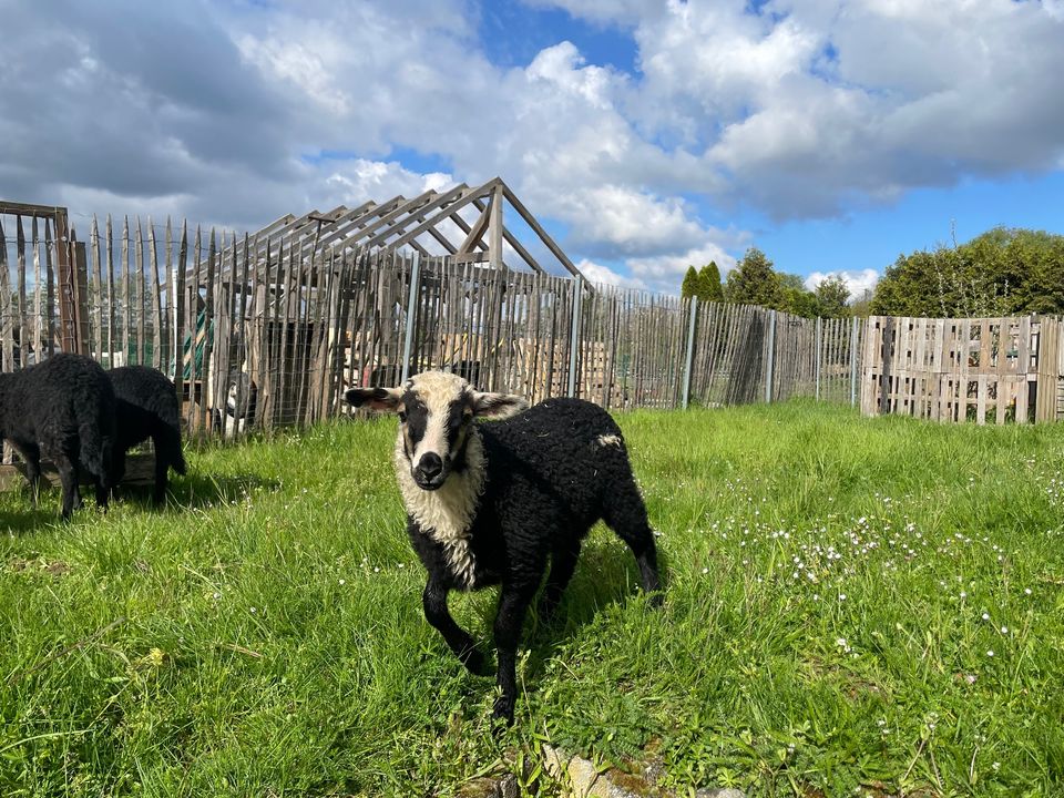 Krainer Steinschaf Auenlämmer Herdbuch, Milchschaf in Süpplingen