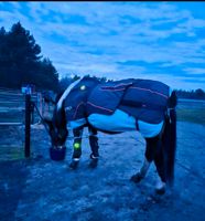 BEMER HORSE SET  Stallbesuch zum testen Brandenburg - Welzow Vorschau