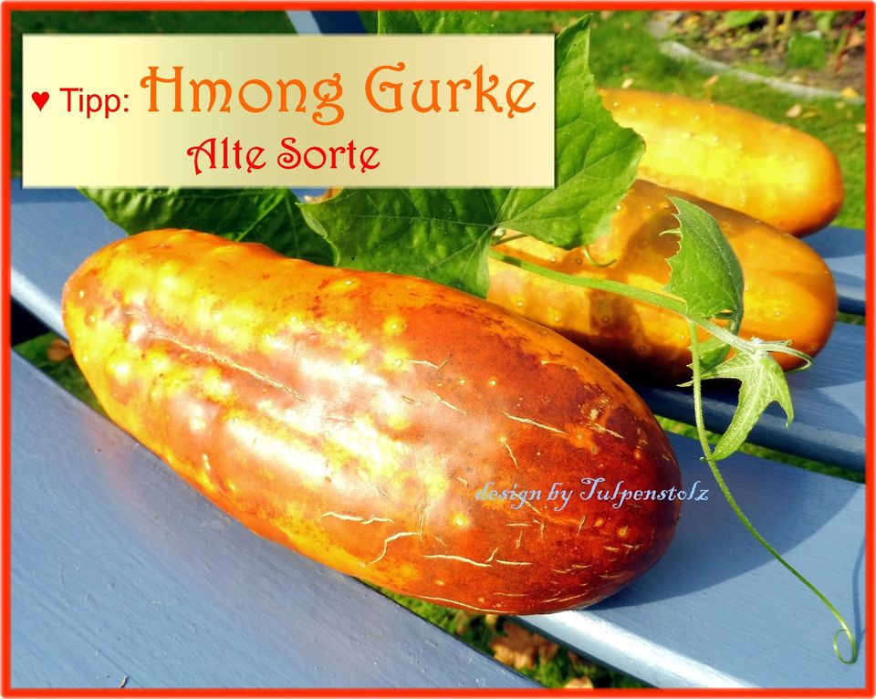 ♥ Rote Hmong Gurke Samen Alte Sorte Netzgurke Tulpenstolz BIO in Hamburg